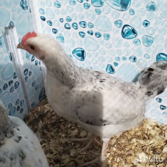 Куры барковские (леггорн серебро) 3 месяца
