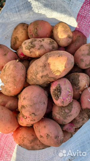 Картофель красный