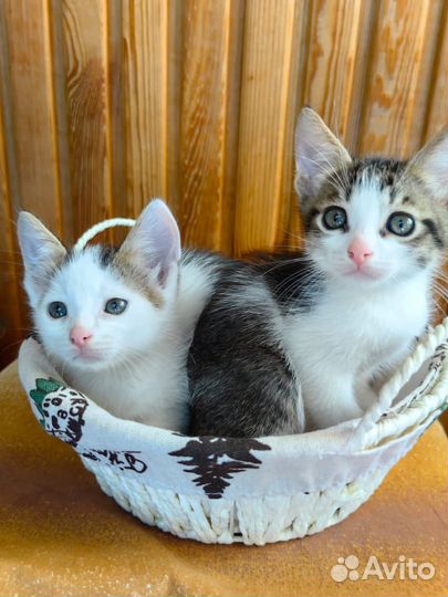 Котятки мальчики :)