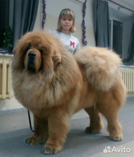 Стрижка собак всех пород в салоне зоостиль