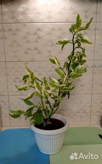 Педилантус