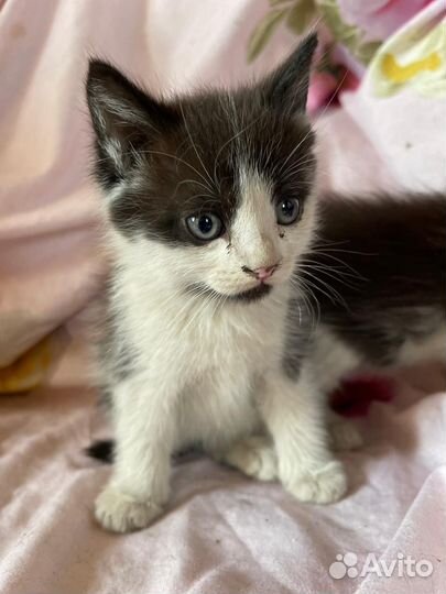 Котята в добрые руки мальчики