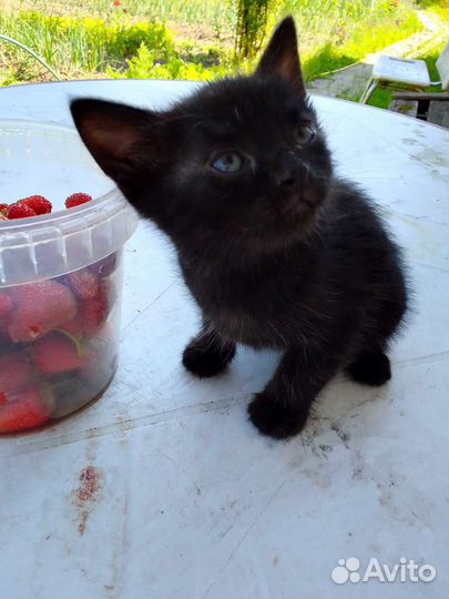 Котик 2 месяца