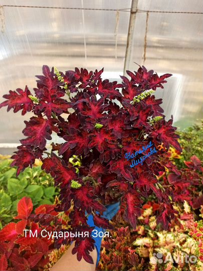 Колеусы вегетативные /2