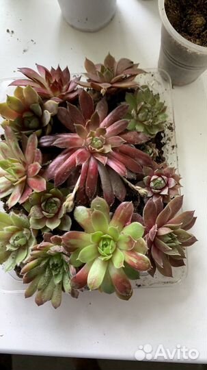 Молодило каменная роза