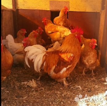 Куры Мини мясные В76 палевые инк.яйцо и цыплята