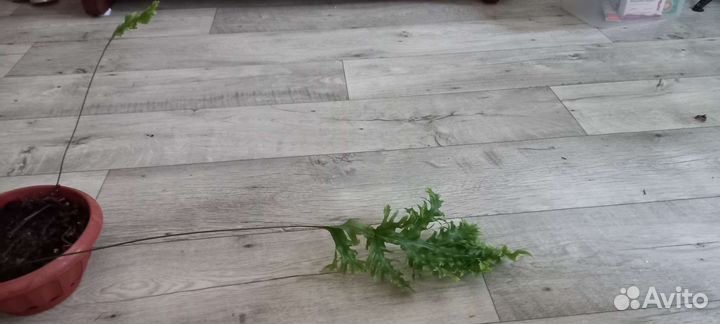 Папоротник