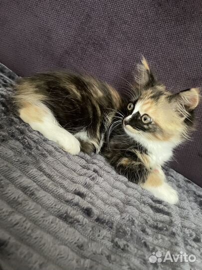 В добрые руки, трехцветный котеночек(девочка)