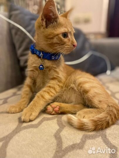 Мальчик 2 месяца приучен к лотку