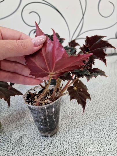 Бегония Черный Вельвет и Бегония Тигровая