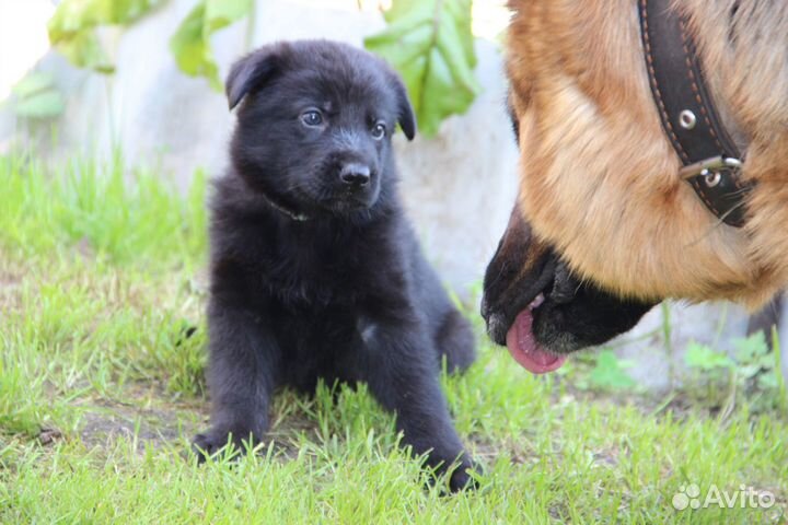 Щенки немецкой овчарки