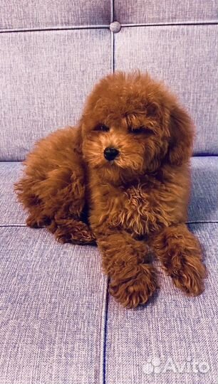 Той-пудель ред браун девочка