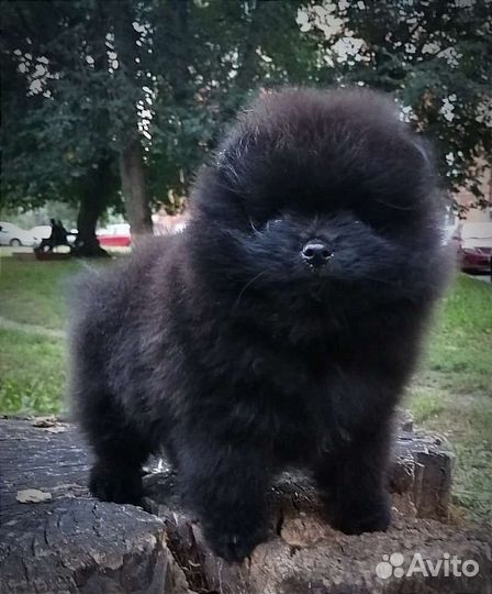 Померанский мальчик
