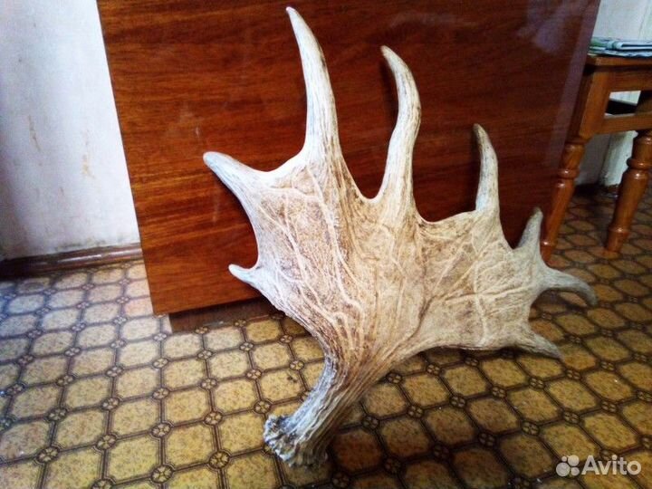 Рог лося