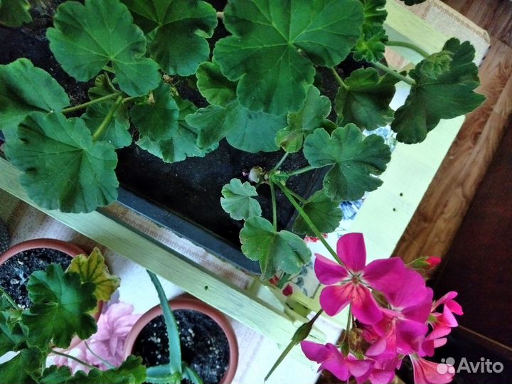 Герань домашняя