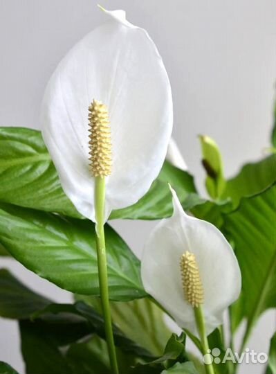 Спатифиллум, женское счастье