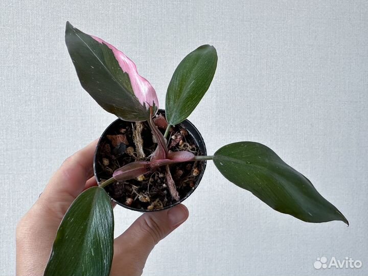 Филодендрон розовая принцесса