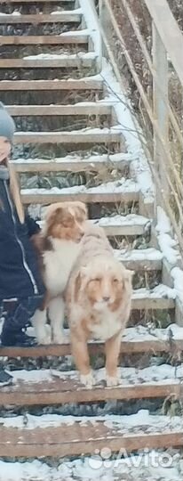 Овчарка Аусси девочка