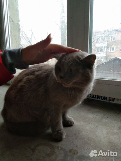 Котейка бесплатно
