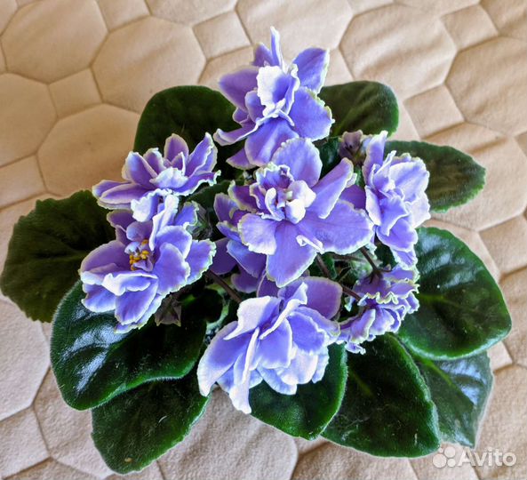 Комнатные фиалки - сенполия(взрослая)