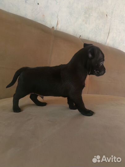 Собаки щенки