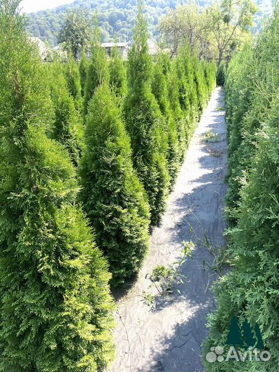 Туи смарагд экстра