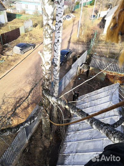 Спил деревьев