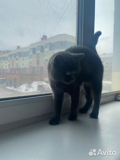 Кошечка в добрые руки