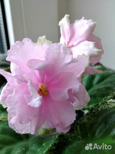 Сортовые фиалки (листочки )