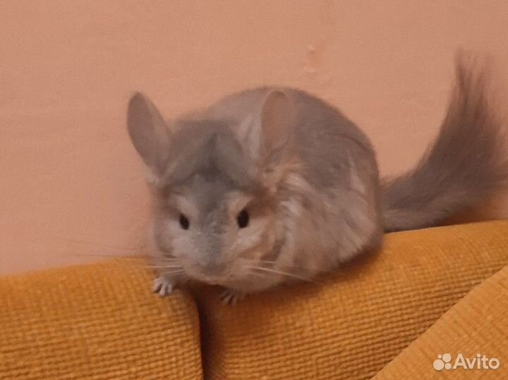 Шиншилла ангора самец