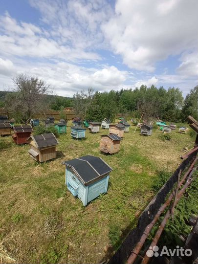 Пчелосемьи с ульями