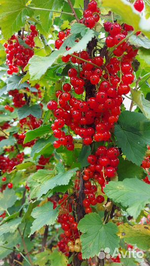 Красная, белая смородина, крыжовник