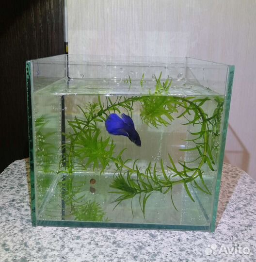 Рыба Петушок