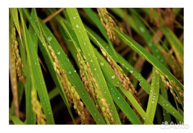 Sigma AF 105mm F2.8 DG DN macro Art Sony E