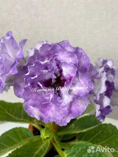 Глоксиния сортовая