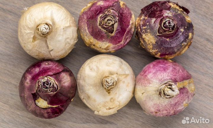 Луковицы Гиацинта