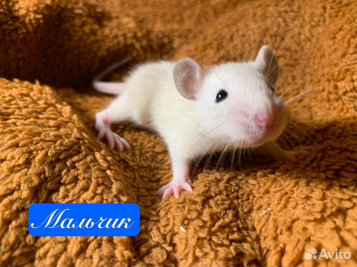 Крысята стандарт-дамбо