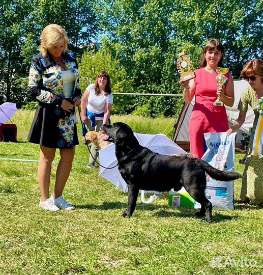 Профессиональный Хендлер, дрессировка, фитнес