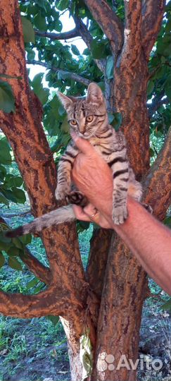 Котёнок, котик