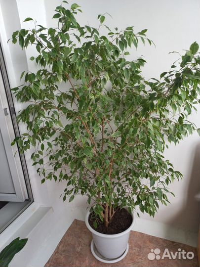 Комнатные цветы