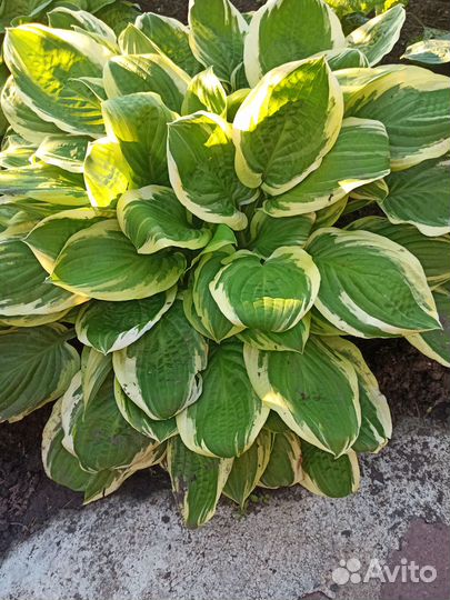 Продаю хосты ирисы лилейники гейхеры