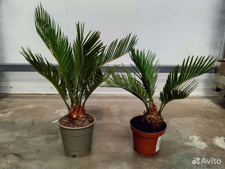 Цикас революта