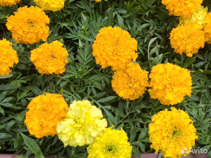 Рассада однолетних и многолетних растений