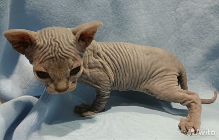 Голубая девочка