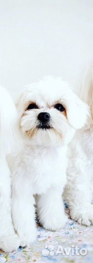 Щенки мальтезе мини