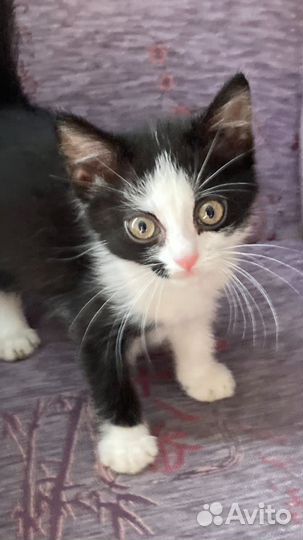 Кошка, котенок