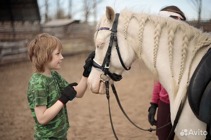 Щенки хаски