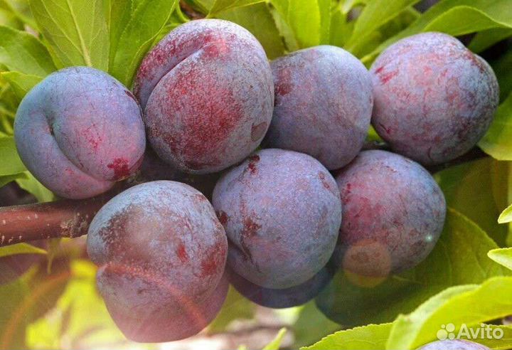 Саженцы плодово-ягодных И декоративных культур