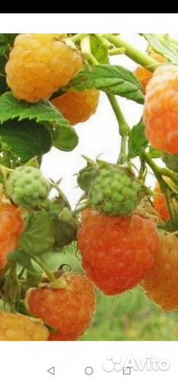 Саженцы малины