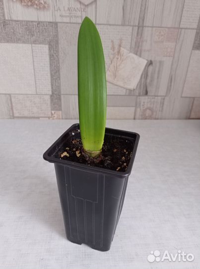 Комнатные растения цветы